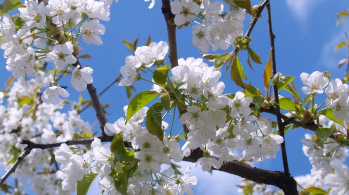 cherry blossom white sky bloom